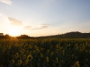 ...ein Sonnenblumenfeld Foto musste einfach...