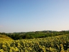 Blick auf San Gimignano von Terruzi & Puthod, leider waren wir hier zu spät für ne Degustation :-(