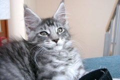 Miezekater